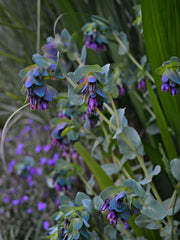 Load image into Gallery viewer, Cerinthe, 'Pride of Gibraltar' – photo 2