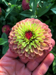 Load image into Gallery viewer, Zinnia, 'Queen Red Lime'
