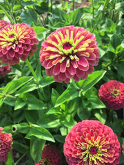Load image into Gallery viewer, Zinnia, 'Queen Red Lime' – photo 2