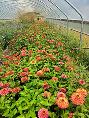 Load image into Gallery viewer, Zinnia, 'Queen Red Lime' – photo 3