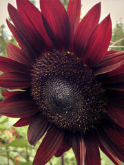 Load image into Gallery viewer, Sunflower, 'Reds' – photo 2