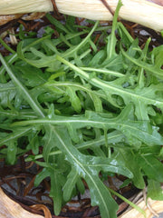 Load image into Gallery viewer, Arugula, 'Rucola' – photo 2