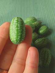 Load image into Gallery viewer, Cucumber (Mexican Sour Gherkin, Cucamelon), 'Sandita' – photo 2