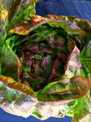 Load image into Gallery viewer, Lettuce, 'Scarlet Butter' – photo 2