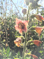 Load image into Gallery viewer, Nicotiana, 'Peach Screamer' – photo 3