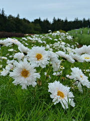Load image into Gallery viewer, Cosmos, 'Snow Puff' – photo 2
