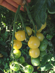 Load image into Gallery viewer, Tomato, 'Snow White' – photo 2