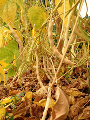 Load image into Gallery viewer, Bean, Pole Dry, 'Pescia' – photo 2