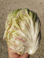 Load image into Gallery viewer, Radicchio (Variegato di Lusia), 'Sorgente' – photo 2