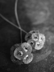 Load image into Gallery viewer, Scabiosa, 'Sternkugel' – photo 4