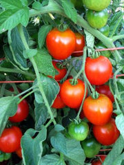 Load image into Gallery viewer, Tomato, 'Stupice' – photo 2