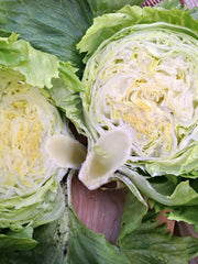 Load image into Gallery viewer, Lettuce, 'Summertime' – photo 2