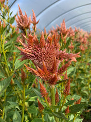 Load image into Gallery viewer, Celosia, 'Supercrest and Friends' – photo 4