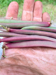 Load image into Gallery viewer, Bean, Bush Snap 'Tanya's Pink Pod' – photo 2