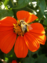 Load image into Gallery viewer, Sunflower, Mexican, 'Torch' – photo 5