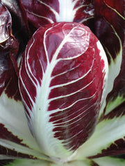 Load image into Gallery viewer, Radicchio (Rosso di Treviso Precoce), 'Pacifico' – photo 2