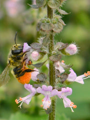 Load image into Gallery viewer, Basil, 'Tulsi' (Sacred Basil, Holy Basil) – photo 2