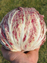 Load image into Gallery viewer, Radicchio (Variegato di Chioggia), 'Acquerello' – photo 2