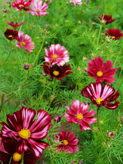 Load image into Gallery viewer, Cosmos, 'Velouette' – photo 2