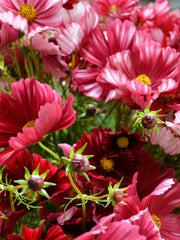 Load image into Gallery viewer, Cosmos, 'Velouette' – photo 3
