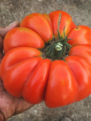 Load image into Gallery viewer, Tomato, 'Vernazza' – photo 3