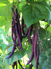Load image into Gallery viewer, Bean, Pole Snap, 'Trionfo Violetto'