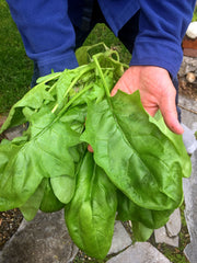 Load image into Gallery viewer, Spinach, 'Winter Giant' (Gigante d'Inverno) – photo 2