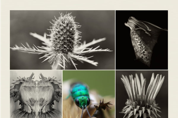 Pollinate.
