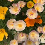Load image into Gallery viewer, Close-up of pink and yellow poppy flowers with green leaves
