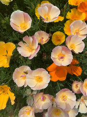 Load image into Gallery viewer, Close-up of pink and yellow poppy flowers with green leaves
