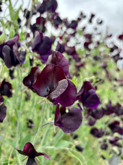 Load image into Gallery viewer, Sweet Pea, 'Almost Black'
