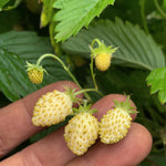 Load image into Gallery viewer, Strawberry, 'Alpine White' – photo 2
