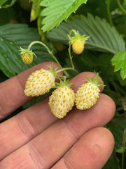 Load image into Gallery viewer, Strawberry, 'Alpine White' – photo 2
