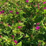 Load image into Gallery viewer, Four O'Clock, 'Beddu' – photo 2
