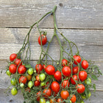 Load image into Gallery viewer, Stem of red and green tomatoes on a wooden surface
