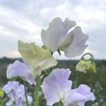 Load image into Gallery viewer, White and light purple flowers with green leaves against a blurred natural background

