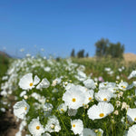 Load image into Gallery viewer, Field of white cosmos flowers with yellow centers, blooming in full swing under a clear blue sky.
