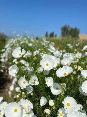 Load image into Gallery viewer, Field of white cosmos flowers with yellow centers, blooming in full swing under a clear blue sky.
