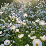 Load image into Gallery viewer, Cosmos, 'Cupcake White' – photo 3
