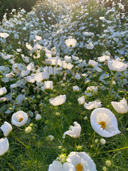 Load image into Gallery viewer, Cosmos, 'Cupcake White' – photo 3
