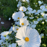 Load image into Gallery viewer, Cosmos, 'Cupcake White' – photo 4
