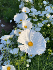 Load image into Gallery viewer, Cosmos, 'Cupcake White' – photo 4
