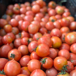 Load image into Gallery viewer, Close-up of a pile of red tomatoes with green stems.
