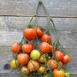 Load image into Gallery viewer, Bunch of red, green, and orange tomatoes hanging on a vine against a wooden background
