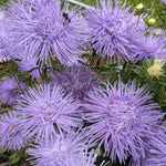Load image into Gallery viewer, Aster, China, 'Hazaster Hagen Light Blue'
