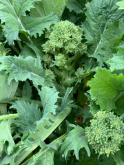 Load image into Gallery viewer, Cima di Rapa, 'Cima Grossa San Martino'
