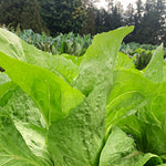 Load image into Gallery viewer, Green leafy sugarloaf chicory, growing outdoors in a field.
