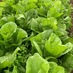 Load image into Gallery viewer, Radicchio (Pan di Zucchero/Sugarloaf), 'Serena' – photo 2
