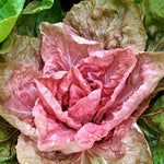Load image into Gallery viewer, Close-up of a pink rosette of Radicchio (Rosa del Veneto) with fully matured leaves showing characteristic color and texture.
