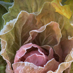 Load image into Gallery viewer, Close-up of a pink radicchio with frost on its leaves
